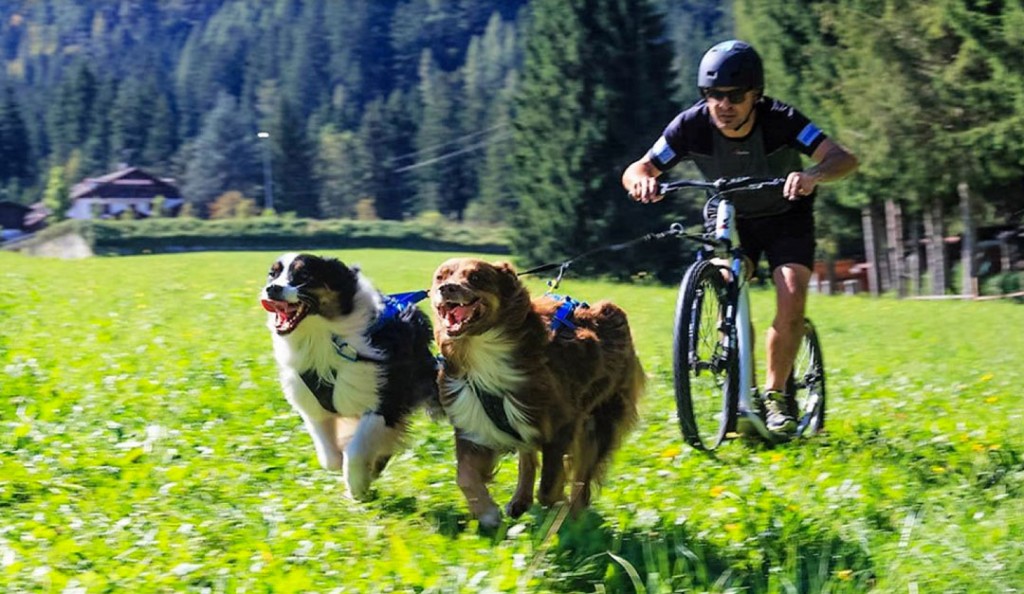 footbike dogscootering